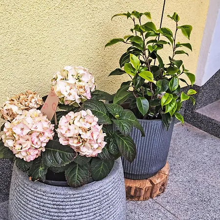 Waldfrieden By Interhome Apartment *